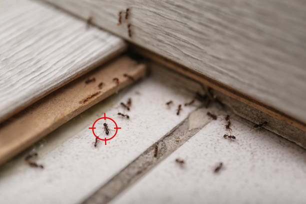 Best Best Pest Control Companies  in Dexter, GA