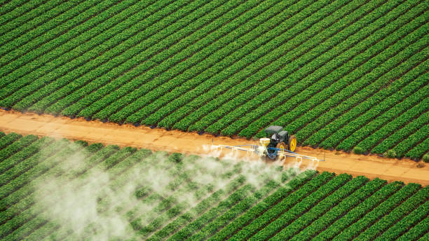 Best Local Pest Control Services  in Dexter, GA