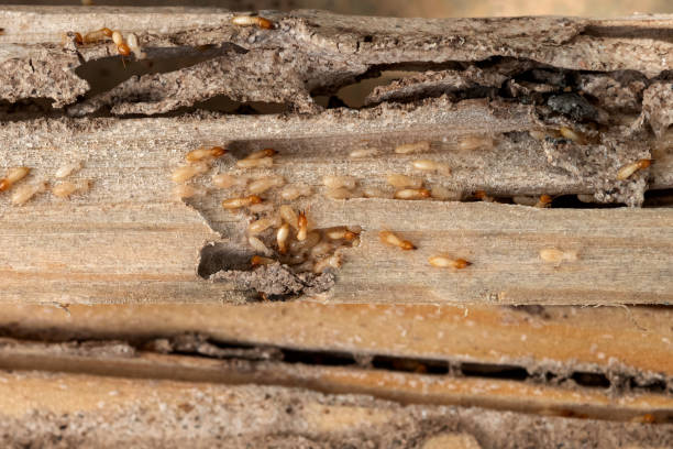 Best Local Pest Control Services  in Dexter, GA