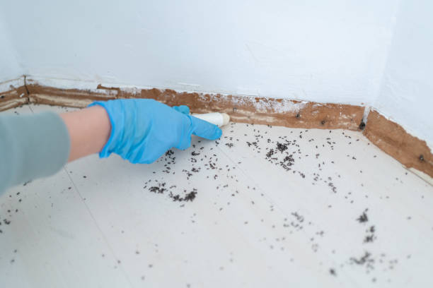 Best Rat Extermination Near Me  in Dexter, GA